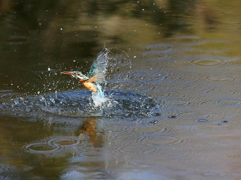 水產養殖水質標準參數（水產養殖水質調控方法）
