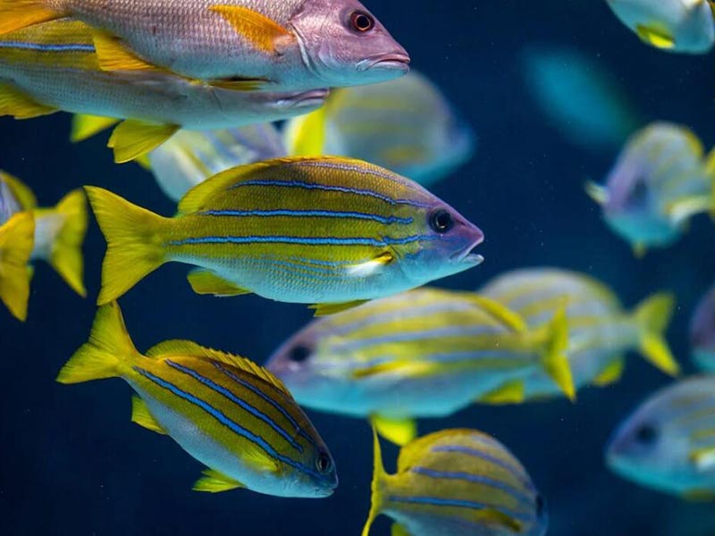 水質磷酸鹽測定儀如何安裝