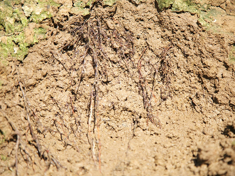 土壤肥料養分分析儀助力科學施肥