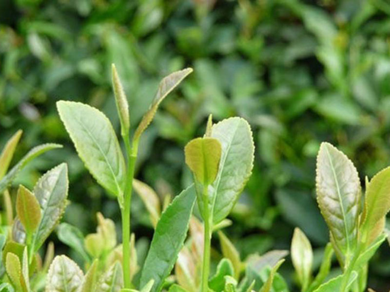 葉綠素測(cè)定儀，在植物生長(zhǎng)中起到怎樣的作用