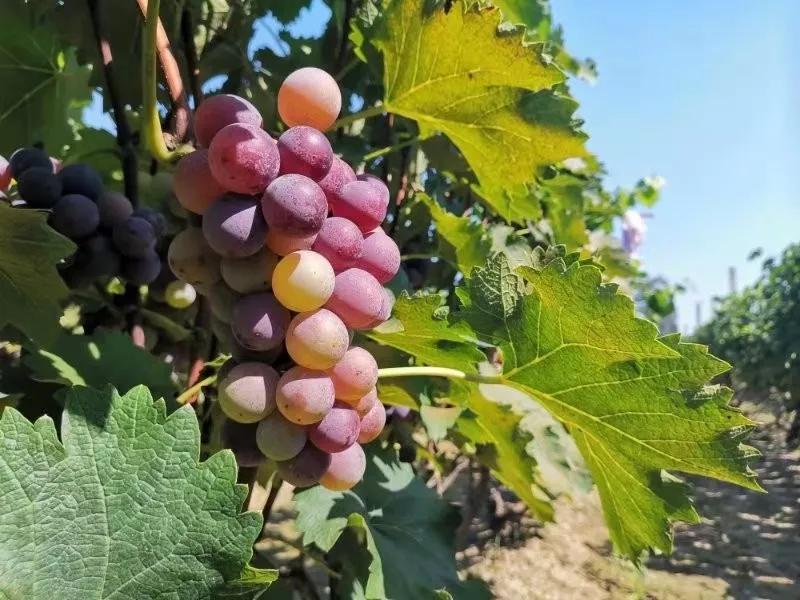 葡萄上會有農藥殘留嗎 葡萄上會有農藥殘留嗎
