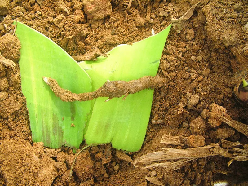 土壤中的酸堿度對農業生產有什么影響