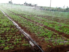 土壤水勢(shì)儀是用于灌溉管理的可靠儀器