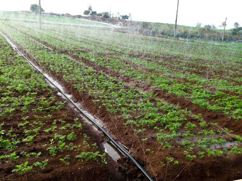 土壤水勢儀是用于灌溉管理的可靠儀器